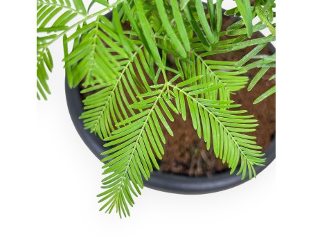 Taxodium-Bonsai %separator% %category%