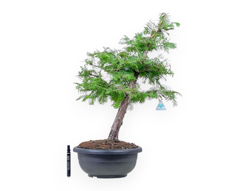 Taxodium-Bonsai %separator% %category%