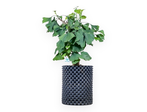 Bonsai di Ginkgo biloba %separator% %category%