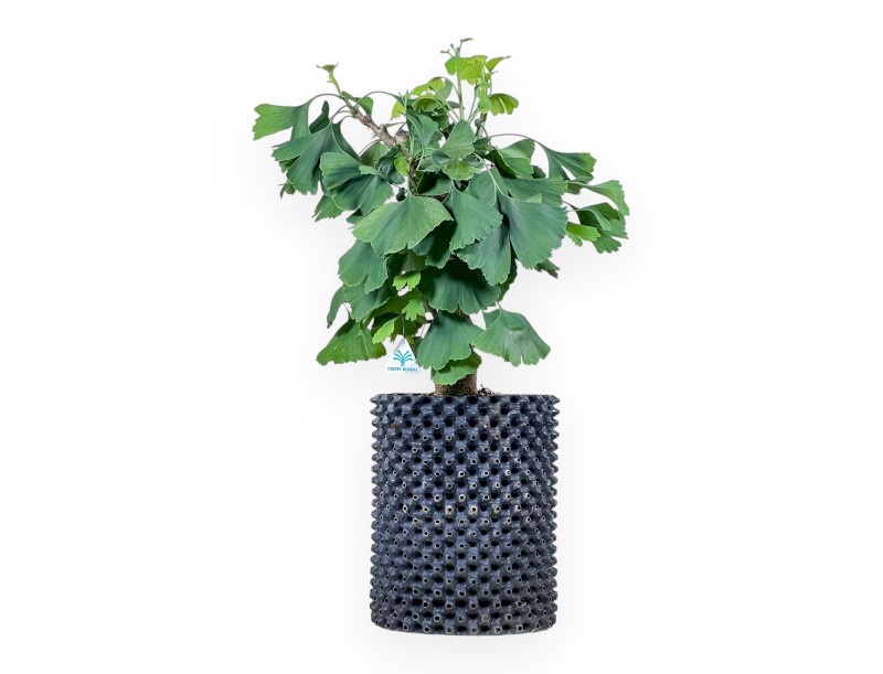 Ginkgo-biloba-Bonsai %separator% %category%