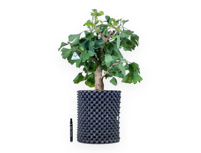 Ginkgo-biloba-Bonsai %separator% %category%