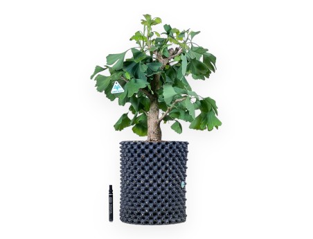Ginkgo-biloba-Bonsai %separator% %category%