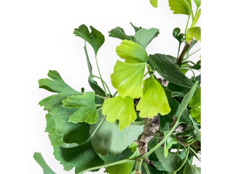 Ginkgo-biloba-Bonsai %separator% %category%