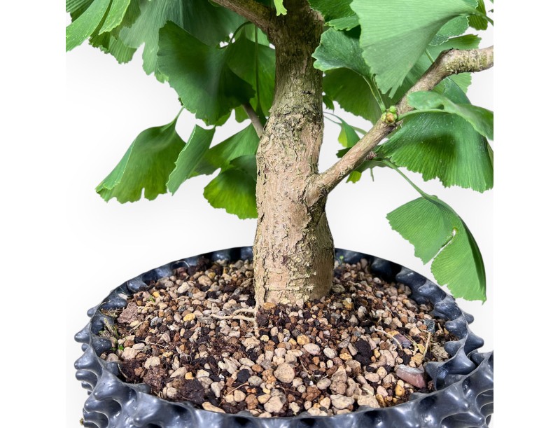 Ginkgo-biloba-Bonsai %separator% %category%