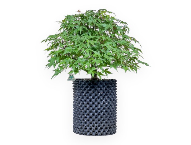 Bonsái de Acer palmatum - Arce %separator% %category%