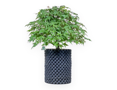 Acer palmatum bonsai - Maple %separator% %category%