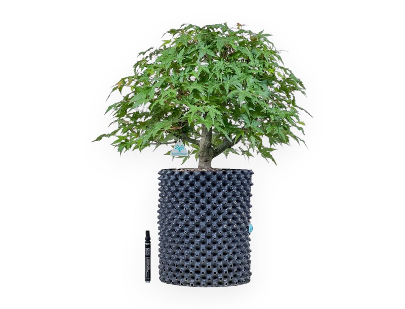 Bonsaï d'Acer palmatum - Érable %separator% %category%