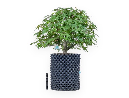 Bonsai di Acer palmatum - Acero %separator% %category%