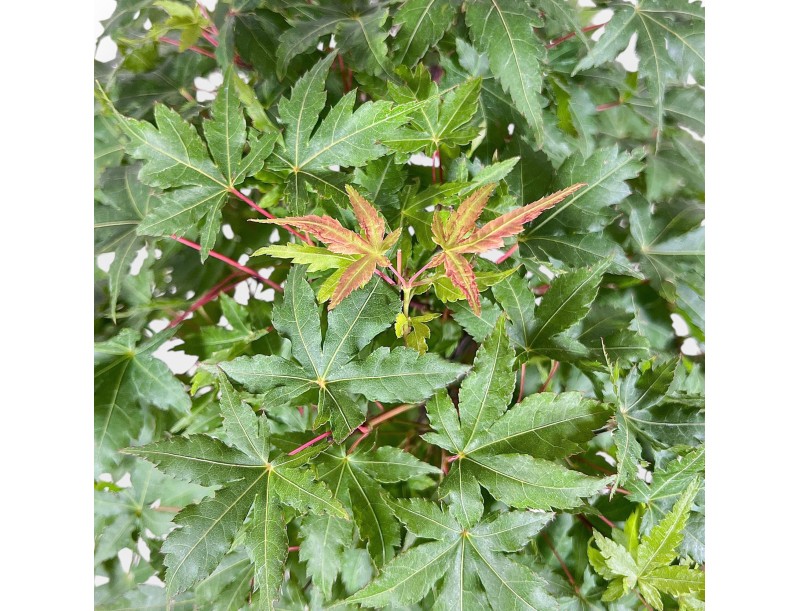 Bonsái de Acer palmatum - Arce %separator% %category%
