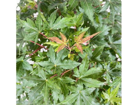 Bonsái de Acer palmatum - Arce %separator% %category%