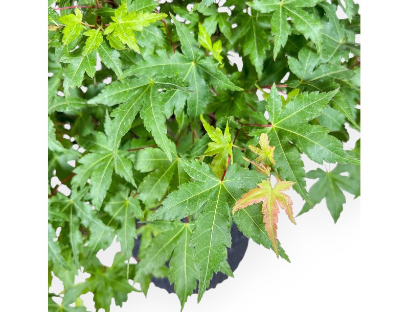Bonsaï d'Acer palmatum - Érable %separator% %category%