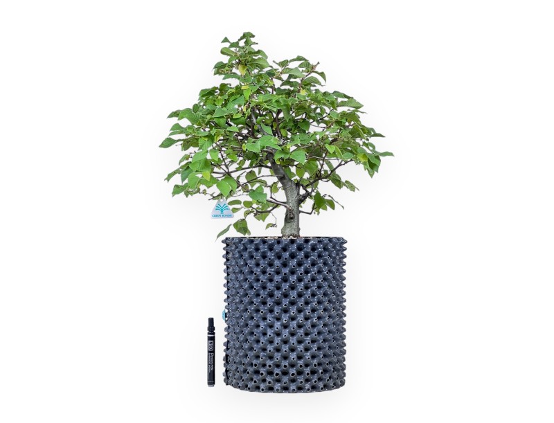 Bonsai aus Ostria carpinifolia – Schwarze hainbuche %separator% %category%
