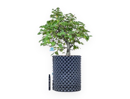 Bonsaï d'Ostria carpinifolia - Charme noir %separator% %category%