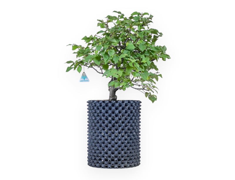 Ostria carpinifolia bonsai – Black hornbeam %separator% %category%