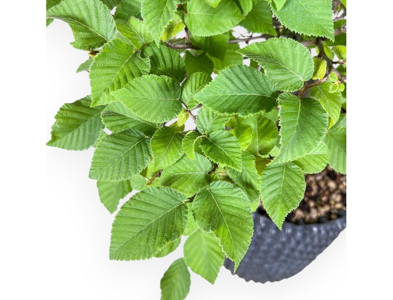 Bonsái de Ostria carpinifolia - Haya negra %separator% %category%