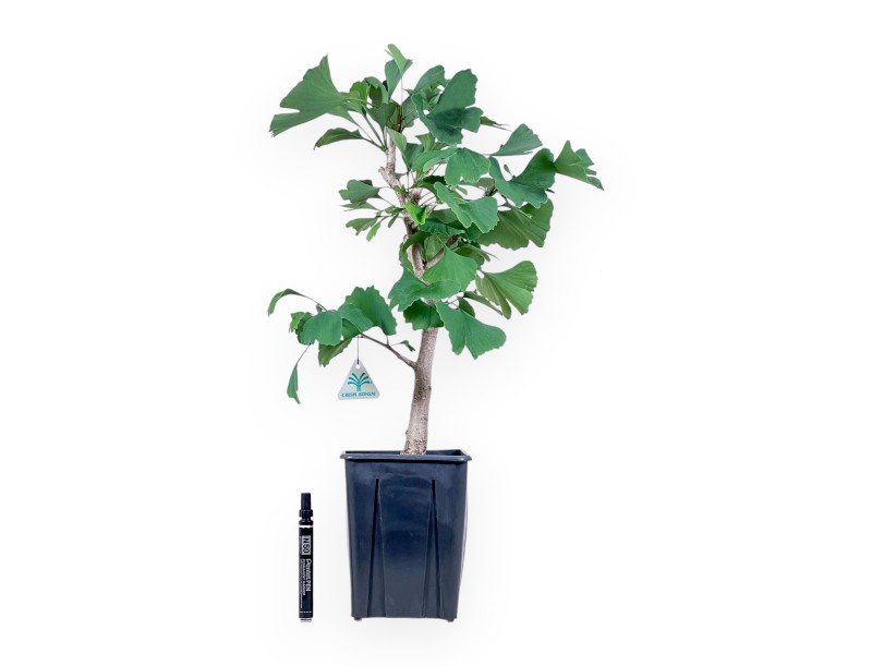 Ginkgo biloba plant for processing %separator% Deciduous