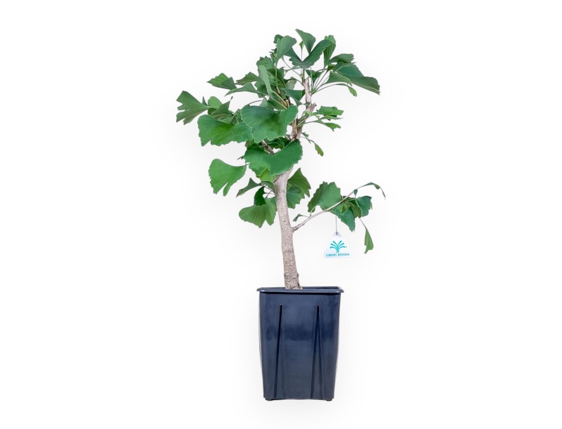 Ginkgo biloba plant for processing %separator% Deciduous