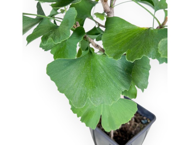 Teeltplant van Ginkgo biloba %separator% Bladverliezende plant 2