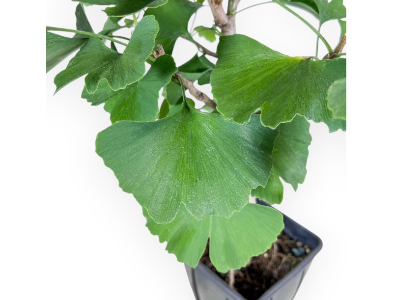 Ginkgo biloba plant for processing %separator% Deciduous