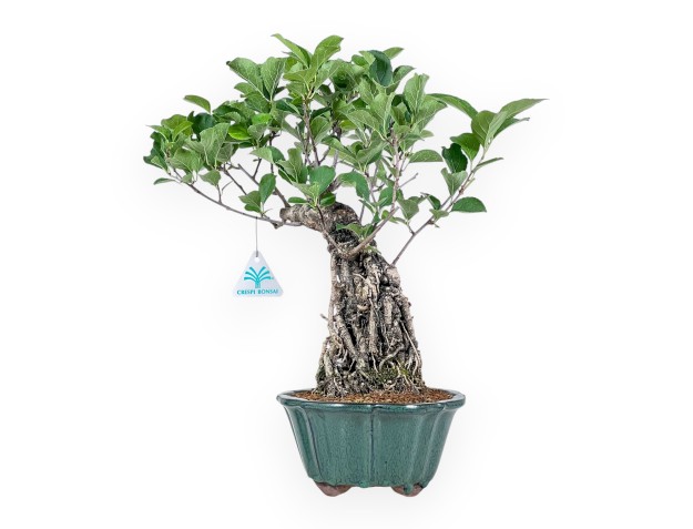 Bonsai di Celastrus orbiculatus %separator% %category%
