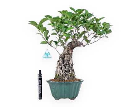 Celastrus orbiculatus bonsai %separator% %category%