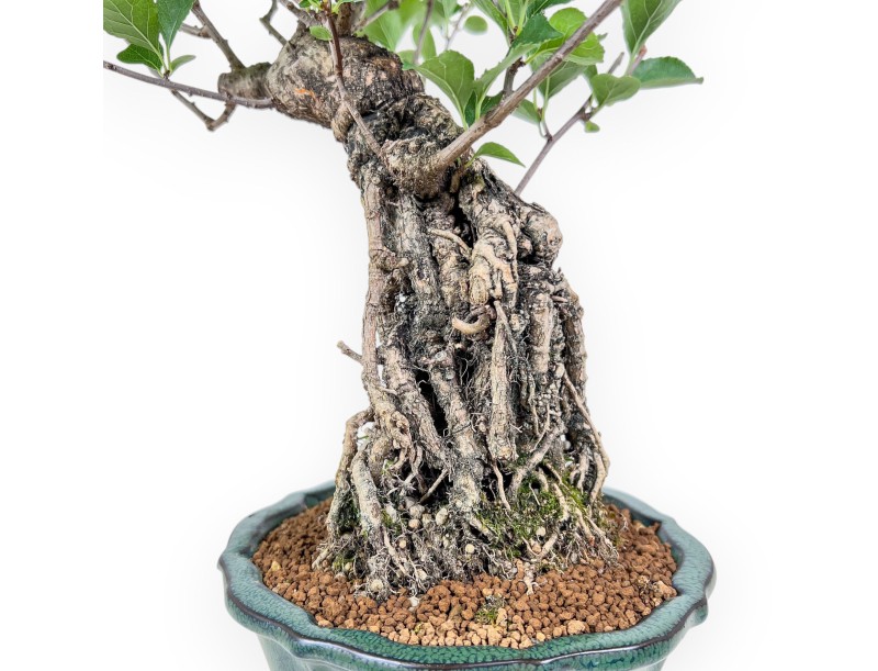 Bonsaï de Celastrus orbiculatus %separator% %category%