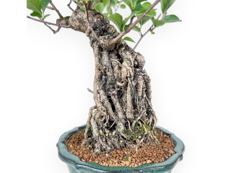 Celastrus orbiculatus bonsai %separator% %category%
