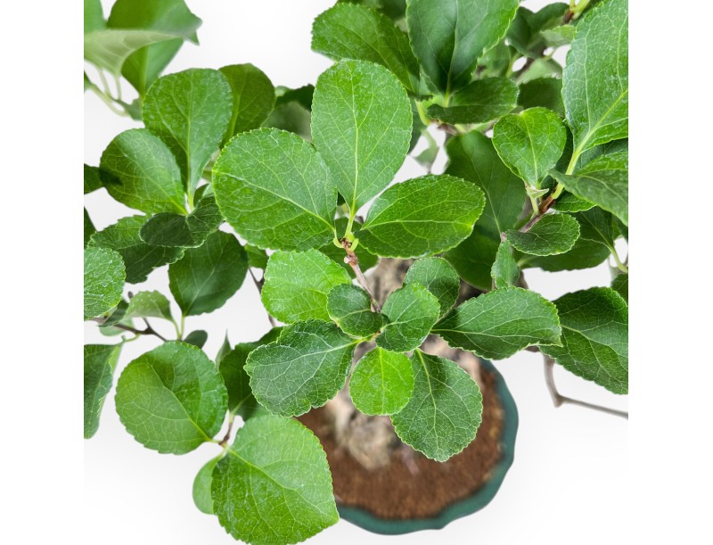 Bonsaï de Celastrus orbiculatus %separator% %category%