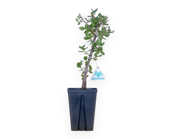 Werkmodel van Quercus suber %separator% %category%