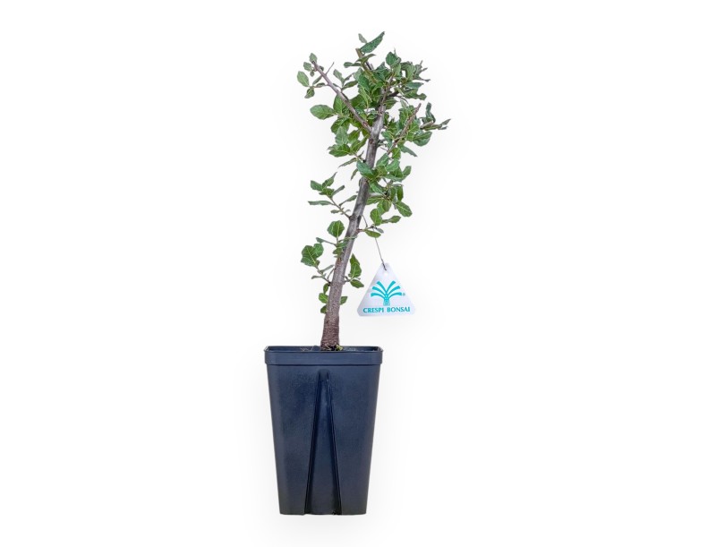 Werkmodel van Quercus suber %separator% %category%