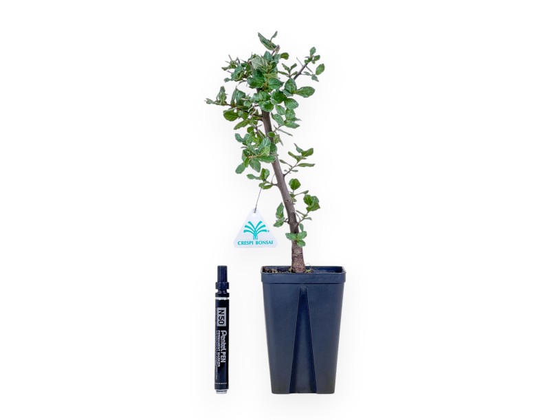 Quercus suber specimen for study %separator% %category%