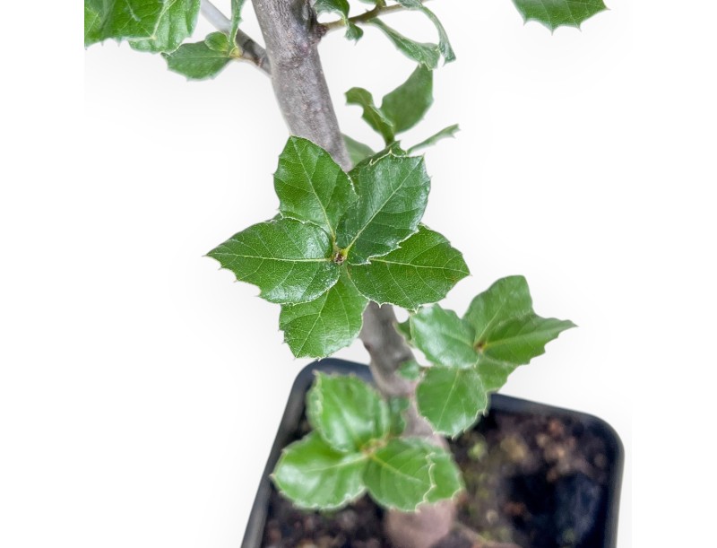 Quercus suber specimen for study %separator% %category%