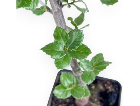 Pianta da lavorare di Quercus suber %separator% %category%