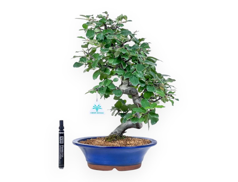 Bonsai van Pseudocydonia chinensis %separator% %category%