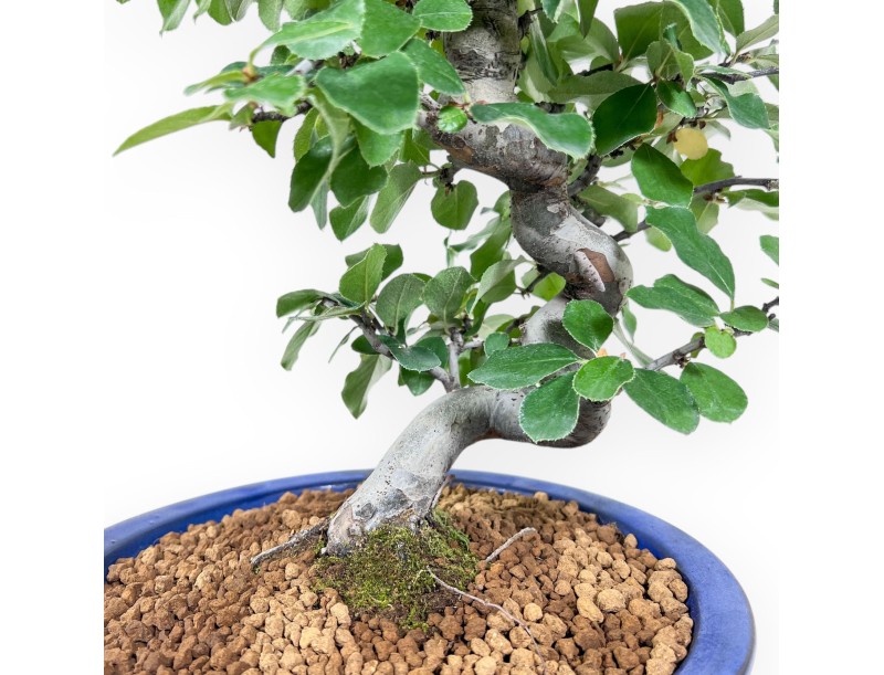 Bonsai di Pseudocydonia chinensis %separator% %category%