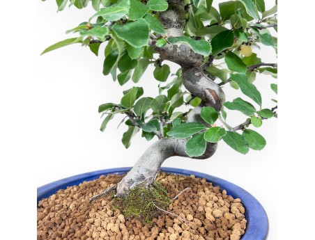 Bonsai di Pseudocydonia chinensis %separator% %category%