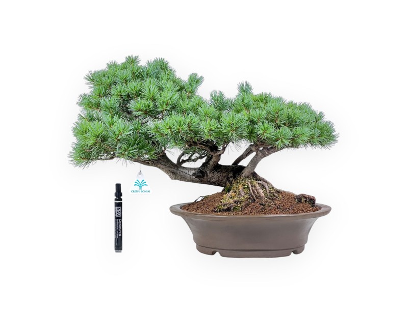 Bonsai van Pinus pentaphylla - Vijfnaaldige den %separator% %category%