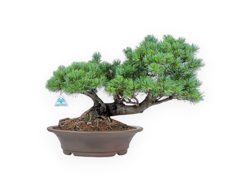 Bonsaï de Pinus pentaphylla - Pin à cinq aiguilles %separator% %category%