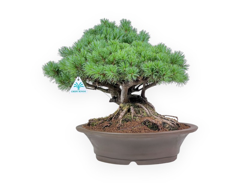 Bonsai van Pinus pentaphylla - Vijfnaaldige den %separator% %category%