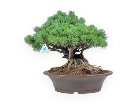 Pinus pentaphylla bonsai – Five-needle pine %separator% %category%