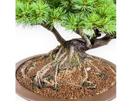Bonsai van Pinus pentaphylla - Vijfnaaldige den %separator% %category%