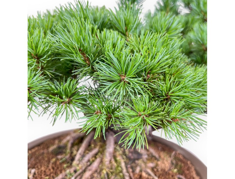 Bonsai aus Pinus pentaphylla – Fünfnadel-Kiefer %separator% %category%