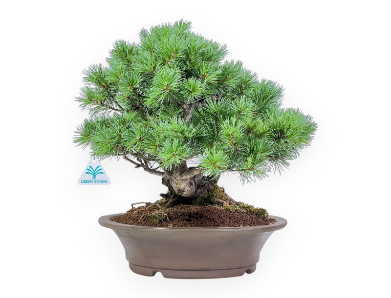 Bonsai van Pinus pentaphylla - Vijfnaaldige den %separator% %category%