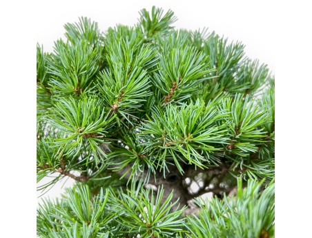 Bonsai aus Pinus pentaphylla – Fünfnadel-Kiefer %separator% %category%