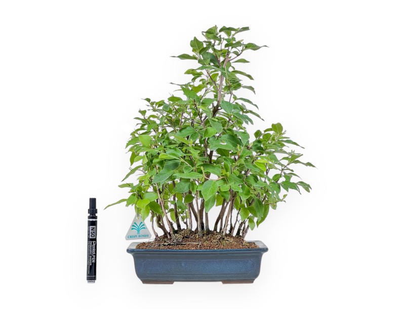 Stewartia-Bonsai %separator% %category%