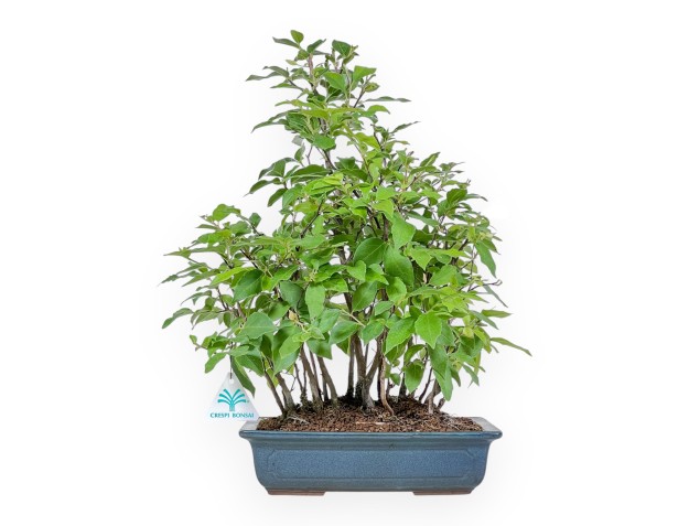 Bonsai di Stewartia %separator% %category%