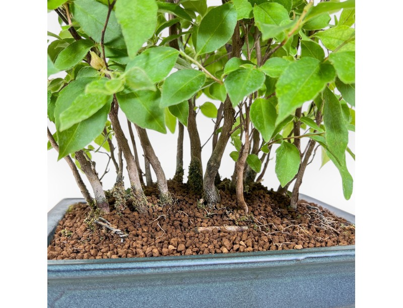 Stewartia-Bonsai %separator% %category%