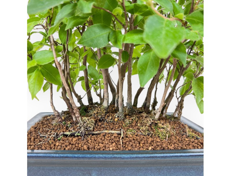 Stewartia-Bonsai %separator% %category%