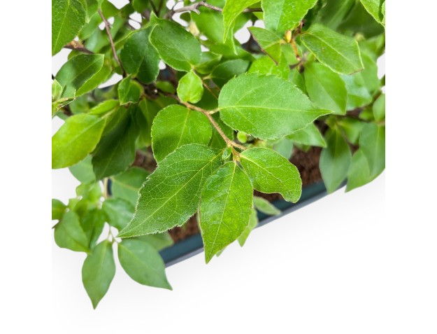 Bonsai di Stewartia %separator% %category% 2