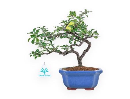 Bonsai di Chaenomeles - Cotogno %separator% %category%